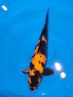 zeer mooie hi utsuri 38 cm, Dieren en Toebehoren, Karper of Koi