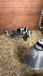 Serama kippen, Meerdere dieren, Kip