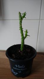 Cylindropuntia Subalata, 18 cm hoog, Huis en Inrichting, Kamerplanten, Ophalen, Vetplant