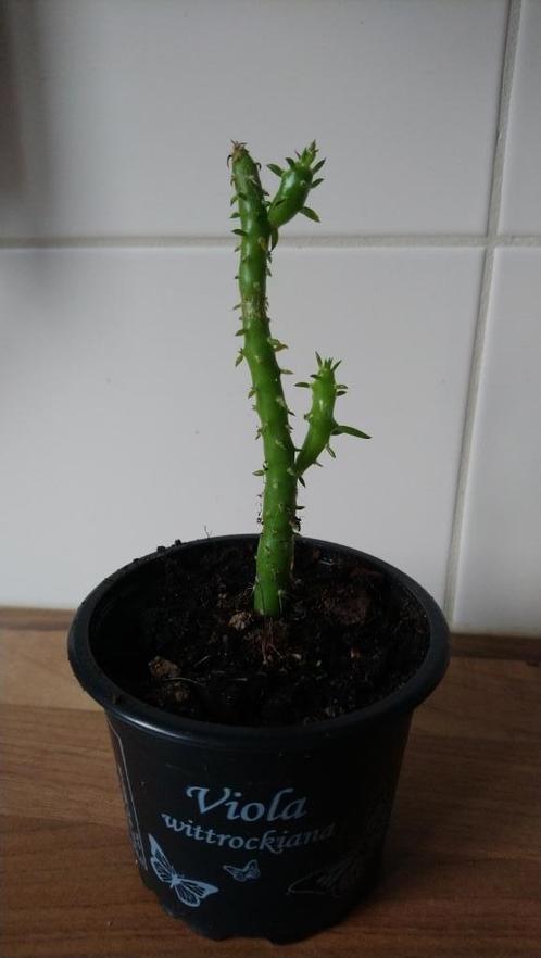 Cylindropuntia Subalata, 18 cm hoog, Huis en Inrichting, Kamerplanten, Vetplant, Ophalen