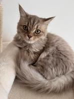 Britse Langhaar kitten met alles erbij (5 maanden oud), Dieren en Toebehoren, Katten en Kittens | Raskatten | Langhaar, Kater