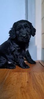 Doodle x Engelse cockerspaniel (cockapoo pups), Dieren en Toebehoren, 8 tot 15 weken, CDV (hondenziekte), Meerdere, Nederland