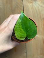 Monstera deliciosa variegata plant mint green aurea large, Ophalen of Verzenden, Overige soorten, Minder dan 100 cm