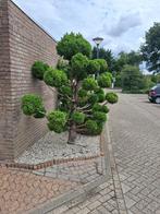 tot bollen gesnoeide conifeer, Tuin en Terras, Ophalen, Gebruikt