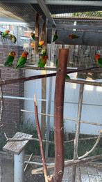 Agapornis Fischeri, Meerdere dieren, Dwergpapegaai of Agapornis