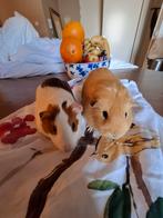Twee cavia's, Dieren en Toebehoren, Knaagdieren, Cavia, Augustus, Mannelijk, Tam