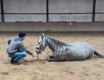 Bekapper pony, instructeur, grondwerk les, Guasha massage, Gedragstraining