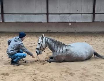 Bekapper pony, instructeur, grondwerk les, Guasha massage beschikbaar voor biedingen