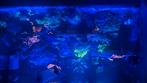 Mooi zee aqwarium, Dieren en Toebehoren, Vis