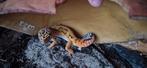 1 vrouwelijke luipaardgekko 2025, Dieren en Toebehoren, Reptielen en Amfibieën, Hagedis, Met terrarium, 0 tot 2 jaar