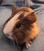 Prachtig lief jong mannetje, Dieren en Toebehoren, Juni, Mannelijk, Overige typen