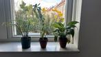 3x kleine plant, Ophalen, Zomer, Overige soorten, Volle zon