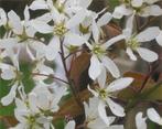 Amelanchier lamarckii, krentenboom, krent, krentenstruik, Tuin en Terras, Ophalen of Verzenden, Overige soorten, Struik, 100 tot 250 cm