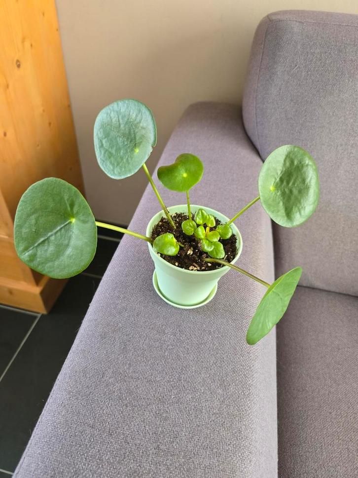 Pannenkoekenplant in pot, Huis en Inrichting, Kamerplanten, Overige soorten, Minder dan 100 cm, Groene kamerplant, Halfschaduw