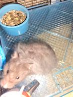 Hamster, Dieren en Toebehoren, Knaagdieren, April, Mannelijk, Hamster