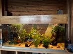 Aquarium 120 cm met houten kap, Dieren en Toebehoren, Ophalen, Leeg aquarium