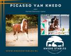 Ter dekking: Bruinbonte ponyhengst, Hengst