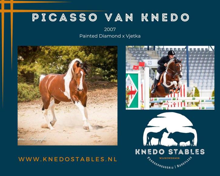 Ter dekking: Bruinbonte ponyhengst, Dieren en Toebehoren, Paarden en Pony's | Dekhengsten en Fokmerries, Hengst