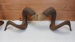 Taxidermie - Ramshoorns, Verzamelen, Ophalen of Verzenden, Gebruikt, Boerderijdier, Opgezet dier