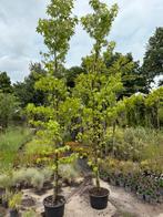 Amberboom hoog ruim 350 cm mooi gelijk heb er 2 pst 69,50, Tuin en Terras, Planten | Bomen, Bloeit niet, Halfschaduw, Overige soorten