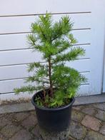 Bomen  bonsai, Ophalen, Volle zon, Overige soorten