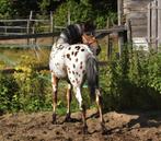 top mooie welsh pony' Spaans paspoort, Dieren en Toebehoren, Pony's, Hengst, C pony (1.27m tot 1.37m), 3 tot 6 jaar