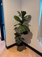 Ficus Lyrata (Vioolplant) in pot, Huis en Inrichting, Ophalen, Ficus, 100 tot 150 cm, Halfschaduw