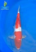 086 Kohaku, Dieren en Toebehoren, Karper of Koi