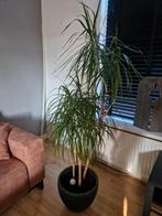 Dracaena marginata incl pot, Ophalen, 150 tot 200 cm