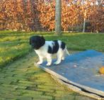 Friese Stabij pups, Overige rassen, 8 tot 15 weken, Teef, Meerdere