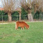 Waalwijk, weiland en stal te huur.