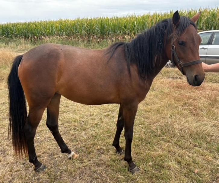 Diverse pony's (New forest, Welsh), Dieren en Toebehoren, Pony's, Meerdere dieren, Niet van toepassing, D pony (1.37m tot 1.48m)
