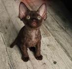 Devon Rex kittens., Dieren en Toebehoren, Meerdere dieren, Ontwormd, 0 tot 2 jaar