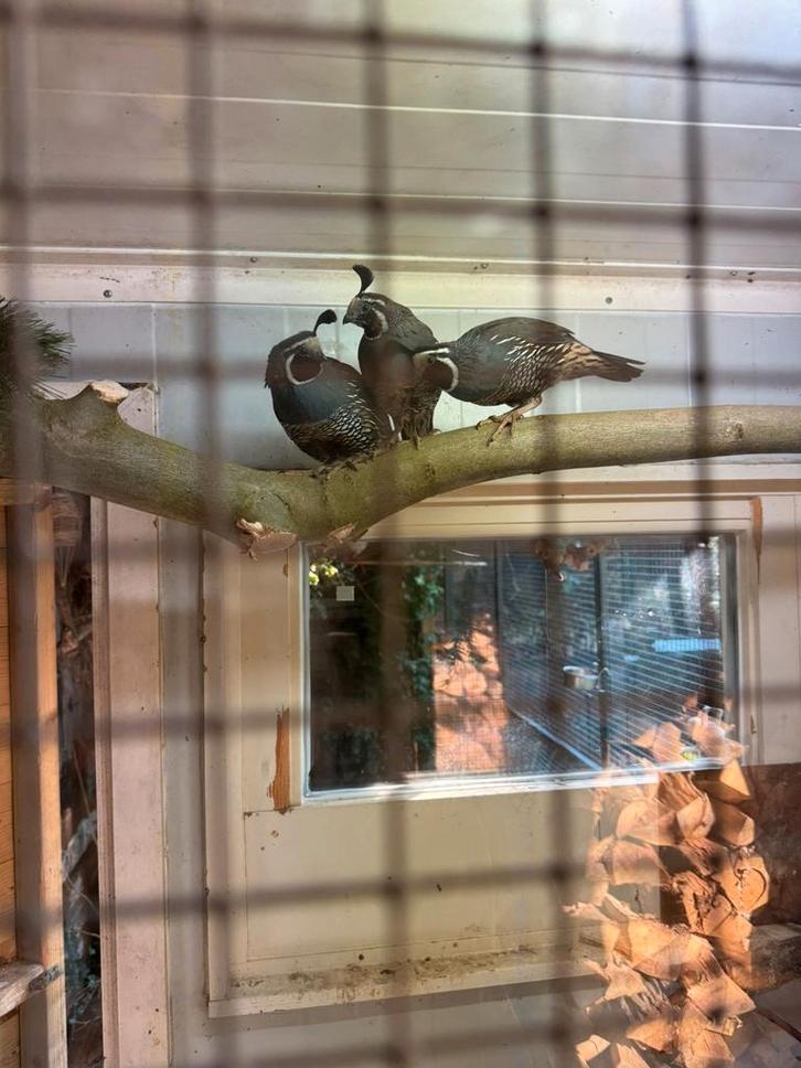 Californische kuif kwartels, Dieren en Toebehoren, Vogels | Overige Vogels, Meerdere dieren