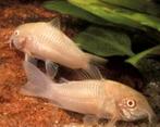 Corydoras albino, Dieren en Toebehoren, Vis