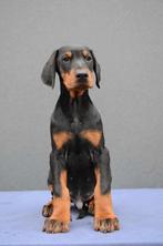 Dobermann puppies, Particulier, Rabiës (hondsdolheid), Meerdere, 8 tot 15 weken
