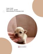 langharige chihuahua puppy’s, Dieren en Toebehoren, Honden | Chihuahua's en Gezelschapshonden, 8 tot 15 weken, Meerdere, Meerdere dieren