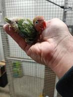 Agapornis Fischeri, erg leuk om handtam te maken., Dieren en Toebehoren, Vogels | Parkieten en Papegaaien, Mannelijk, Dwergpapegaai of Agapornis