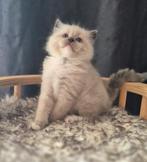 Ragdoll kittens  Met stamboom  Geteste ouders, Meerdere dieren, Gechipt, 0 tot 2 jaar