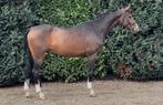Nieuw ‼️Wow‼️ Eyecatcher‼️Top braaf met potentie‼️, Dieren en Toebehoren, Paarden, B, Gechipt, Ruin, Dressuurpaard
