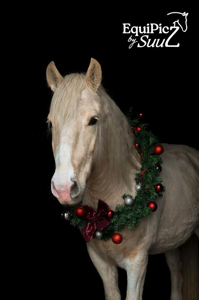 5 jarige spaanse bonte ruin!, Dieren en Toebehoren, Pony's, Ruin, Zadelmak, E pony (1.48m - 1.57m), Recreatiepony, 3 tot 6 jaar