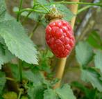 Lekkere Vrucht: de Tayberry / Rubus, Tuin en Terras, Planten | Tuinplanten, Volle zon, Vaste plant, Lente, Ophalen