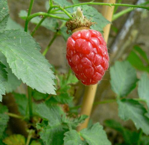 Lekkere Vrucht: de Tayberry / Rubus, Tuin en Terras, Planten | Tuinplanten, Vaste plant, Overige soorten, Volle zon, Lente, Ophalen
