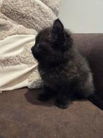 Gezocht! Warm, liefdevol nestje voor deze kitten (verkocht)., Dieren en Toebehoren, Kater