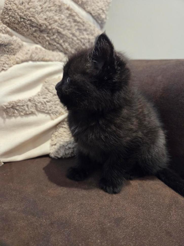 Gezocht! Warm, liefdevol nestje voor deze kitten (verkocht)., Dieren en Toebehoren, Katten en Kittens | Overige Katten, Kater