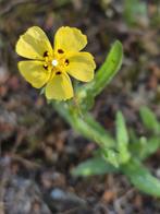 Inheemse planten te koop!, Ophalen, Overige soorten, Volle zon