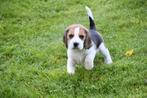 Prachtige Beagle pups, Beagle, CDV (hondenziekte), 8 tot 15 weken, Meerdere dieren