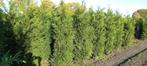 Mooie haagconiferen thuja Martin van 80 cm tot 250 cm, Ophalen of Verzenden, Conifeer, 100 tot 250 cm