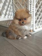 Pomeriaan puppy's, Dieren en Toebehoren, Keeshond, 8 tot 15 weken, Teef, Meerdere