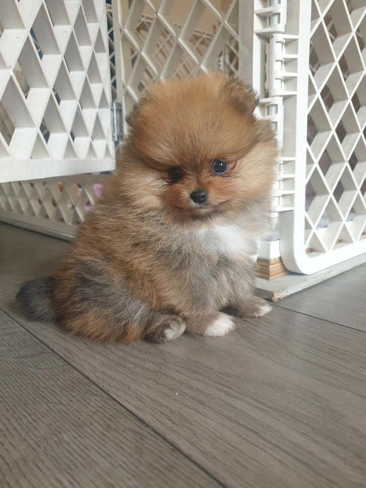 Pomeriaan puppy's, Dieren en Toebehoren, Honden | Poolhonden, Keeshonden en Oertypen, Teef, Keeshond, Particulier, Meerdere, Nederland